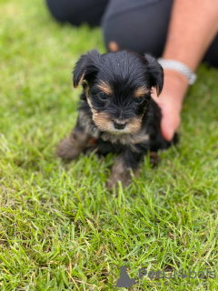 Photo №3. Teacup Yorkshire Terrier Puppy for free adoption. Germany