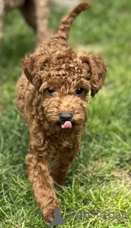 Photo №2 to announcement № 139920 for the sale of poodle (toy) - buy in Serbia breeder