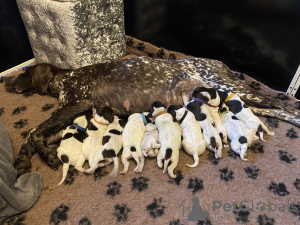 Photo №4. I will sell german shorthaired pointer in the city of Kamionki. breeder - price - 1268$