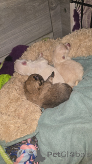 Photo №4. I will sell  in the city of Anderlecht. private announcement - price - 826$