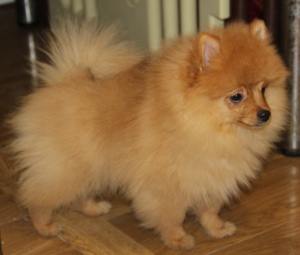 Photo №2 to announcement № 1392 for the sale of pomeranian - buy in Russian Federation from nursery, breeder