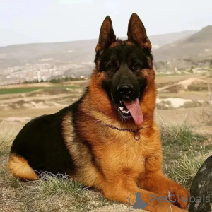 Photo №1. german shepherd - for sale in the city of Texas | 2000$ | Announcement № 168809