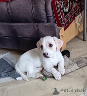 Photo №1. jack russell terrier - for sale in the city of Magnitogorsk | 254$ | Announcement № 148888