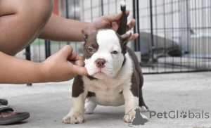 Photo №1. american pit bull terrier - for sale in the city of Enköping | negotiated | Announcement № 169768