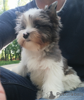 Photo №2 to announcement № 50450 for the sale of yorkshire terrier - buy in Belarus from nursery, breeder