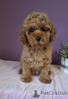 Photo №1. poodle (toy) - for sale in the city of Minsk | 1000$ | Announcement № 156620