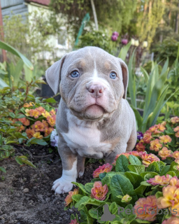 Photo №3. Puppies from Champion Abkc. Russian Federation