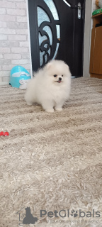 Additional photos: pomeranian