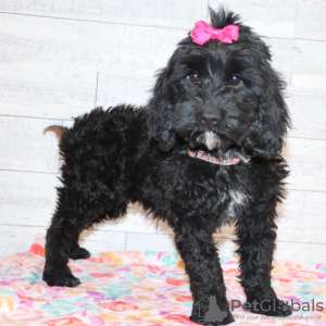 Photo №1. labradoodle - for sale in the city of Chicago | 500$ | Announcement № 45612