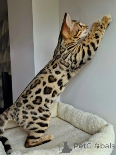 Photo №2 to announcement № 159071 for the sale of bengal cat - buy in Sweden breeder