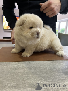 Photo №2 to announcement № 131020 for the sale of chow chow - buy in Germany private announcement