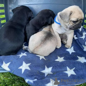 Photo №1. pug - for sale in the city of Swansea | 473$ | Announcement № 13490