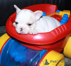 Additional photos: french bulldog