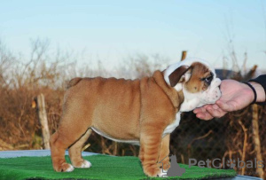 Photo №4. I will sell english bulldog in the city of Belgrade.  - price - negotiated