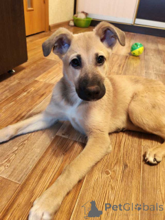 Photo №2 to announcement № 163839 for the sale of non-pedigree dogs - buy in Russian Federation private announcement