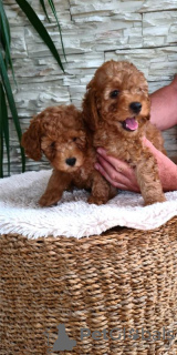 Photo №4. I will sell poodle (toy) in the city of Панчево. breeder - price - negotiated