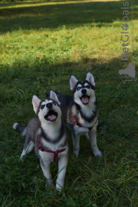 Additional photos: Siberian husky puppies