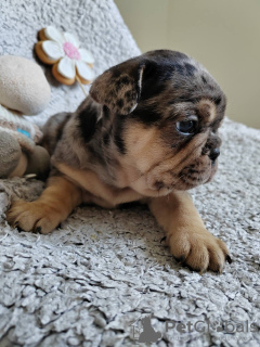 Additional photos: french bulldog puppies