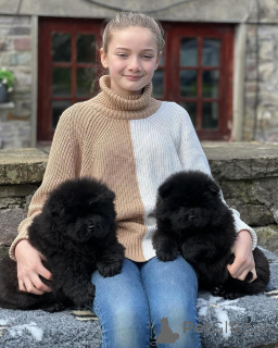 Photo №2 to announcement № 135614 for the sale of chow chow - buy in Germany private announcement, breeder