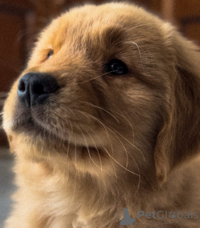 Photo №3. Healthy Golden Retriever Puppies with Playful Personalities. Germany