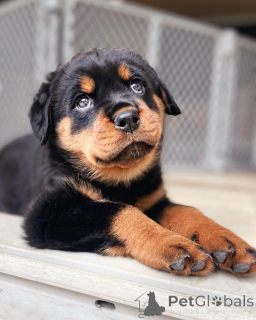 Photo №3.  Rottweiler Puppy Available for Adoption! . Australia