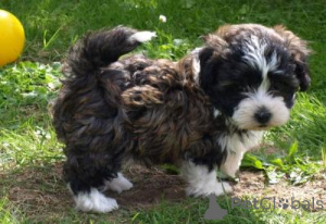 Photo №1. bolonka - for sale in the city of Tulln | negotiated | Announcement № 167327