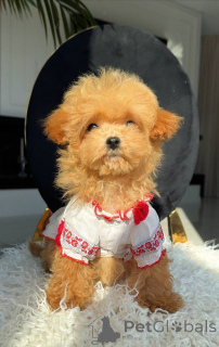 Photo №2 to announcement № 163965 for the sale of maltese dog - buy in Germany breeder