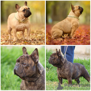 Photo №3. French bulldog puppies. Serbia