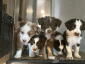 Photo №2 to announcement № 139041 for the sale of australian shepherd - buy in Germany private announcement, breeder