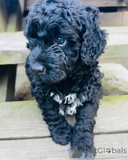 Photo №3. Portugiesische Wasserhundwelpen zu verkaufen. Netherlands