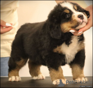 Additional photos: Bernese Mountain Dog puppies