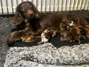 Photo №1. dachshund - for sale in the city of Bremen | 1412$ | Announcement № 135620