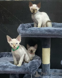 Photo №2 to announcement № 135883 for the sale of devon rex - buy in United States 