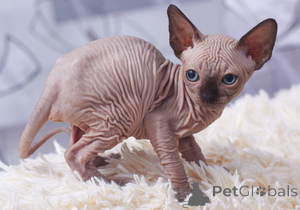 Photo №1. sphynx cat - for sale in the city of Cavan | negotiated | Announcement № 169618