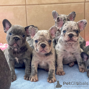 Photo №1. french bulldog - for sale in the city of Berlin | negotiated | Announcement № 118804