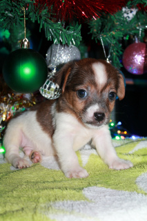 Photo №1. jack russell terrier - for sale in the city of Воскресенск | 483$ | Announcement № 4470