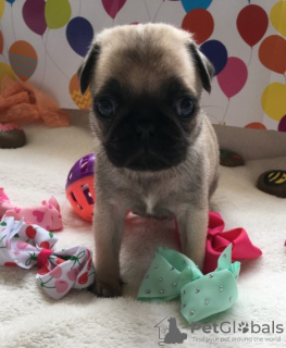 Photo №2 to announcement № 95867 for the sale of pug - buy in Germany private announcement