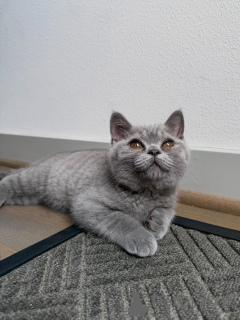 Photo №2 to announcement № 170648 for the sale of british shorthair - buy in Netherlands breeder