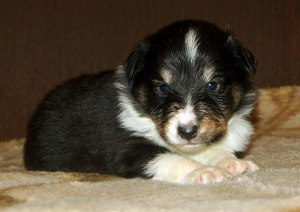 Photo №2 to announcement № 985 for the sale of shetland sheepdog - buy in Russian Federation breeder
