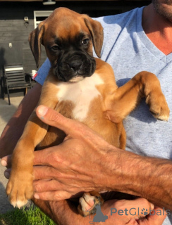 Photo №3. Boxer puppies. Belgium