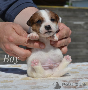 Additional photos: Jack Russell from nursery