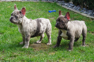 Photo №4. I will sell french bulldog in the city of Minden. private announcement - price - 2242$