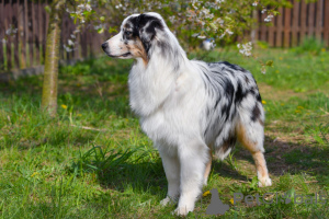 Photo №1. australian shepherd - for sale in the city of Minsk | 882$ | Announcement № 135616