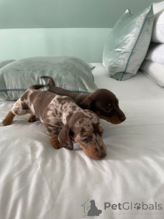 Photo №2 to announcement № 167332 for the sale of dachshund - buy in Philippines private announcement