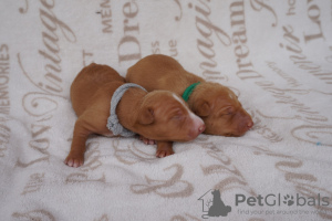 Photo №2 to announcement № 11487 for the sale of non-pedigree dogs - buy in Belarus breeder