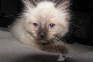 Photo №1. ragdoll - for sale in the city of Charleston | 500$ | Announcement № 146694