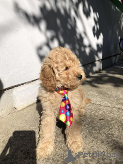 Additional photos: Apricot MEDIUM POODLE puppy