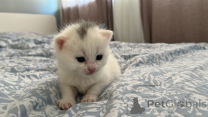 Photo №2 to announcement № 139327 for the sale of british shorthair - buy in Ireland private announcement