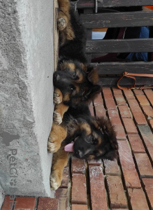 Photo №1. german shepherd - for sale in the city of Krakow | 845$ | Announcement № 52772