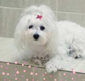 Photo №4. I will sell maltese dog in the city of Sevastopol. from nursery - price - negotiated